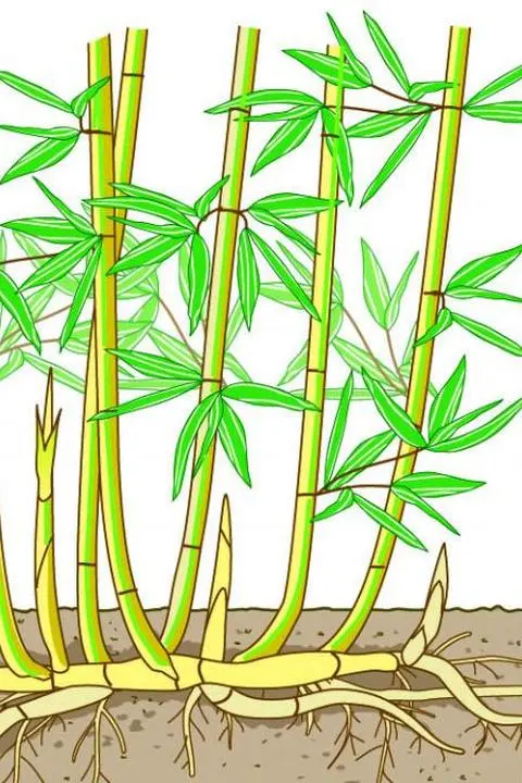 Bambus: Der unheimliche Feind im eigenen Garten