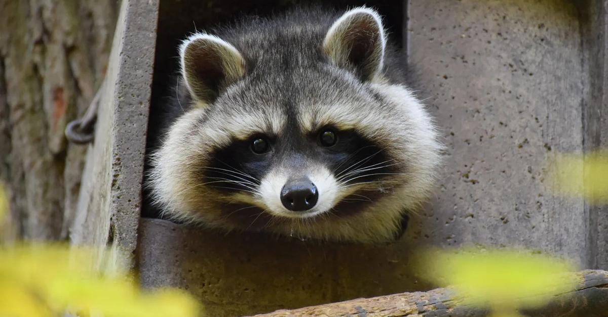 So-sieht-das-Programm-der-Fasanerie-in-Wiesbaden-aus