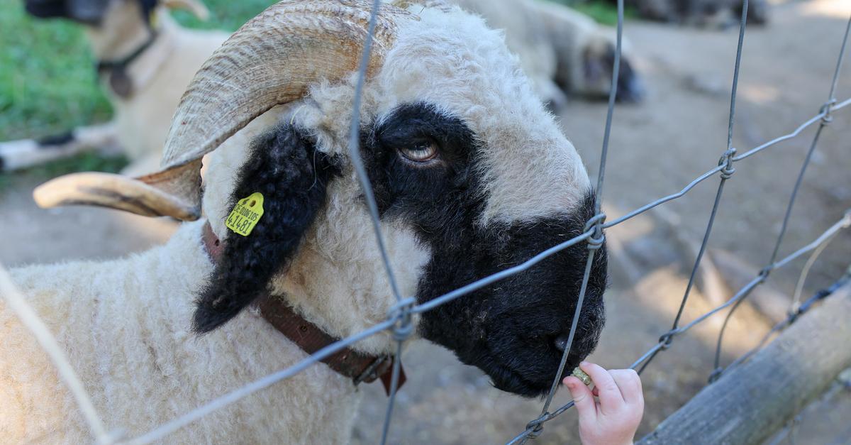 Wiesbaden pheasantry: restrictions due to foot-and-mouth disease
