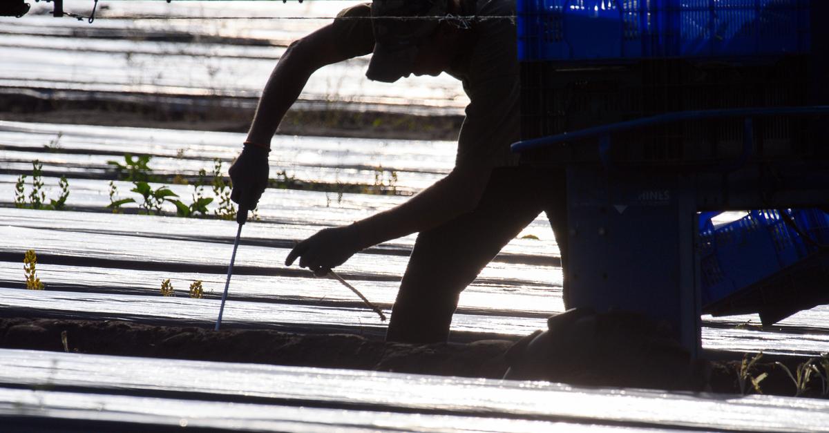 Controversy over lower minimum wage for harvest workers