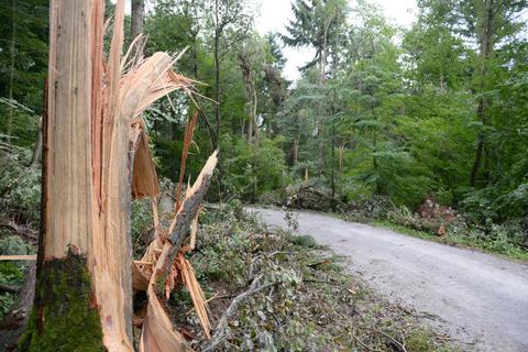 Weil Bäume ein wichtiger Helfer für den Klimaschutz sind, kämpfen die Grünen in Kiedrich für ihren Schutz. 