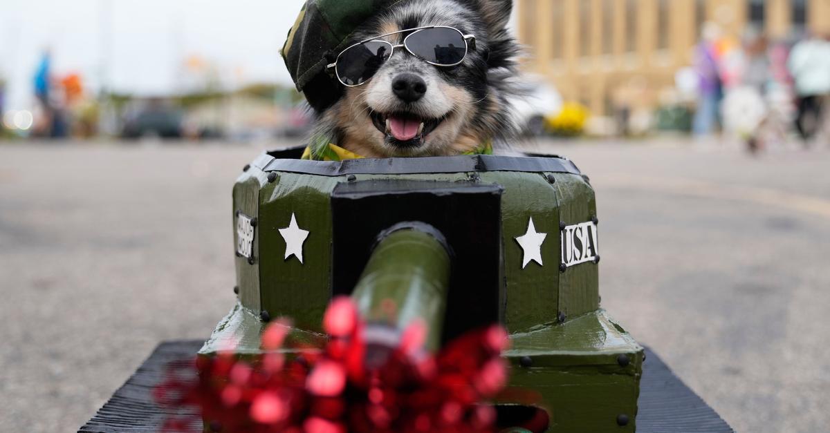 Keine Kostüme für Hund und Katze – Warnung zu Halloween