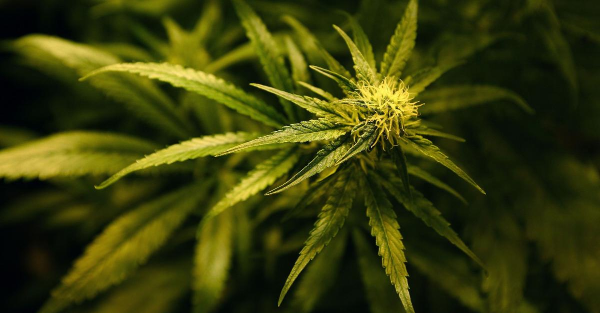 Ermittler entdecken Marihuana-Plantage mit 700 Pflanzen