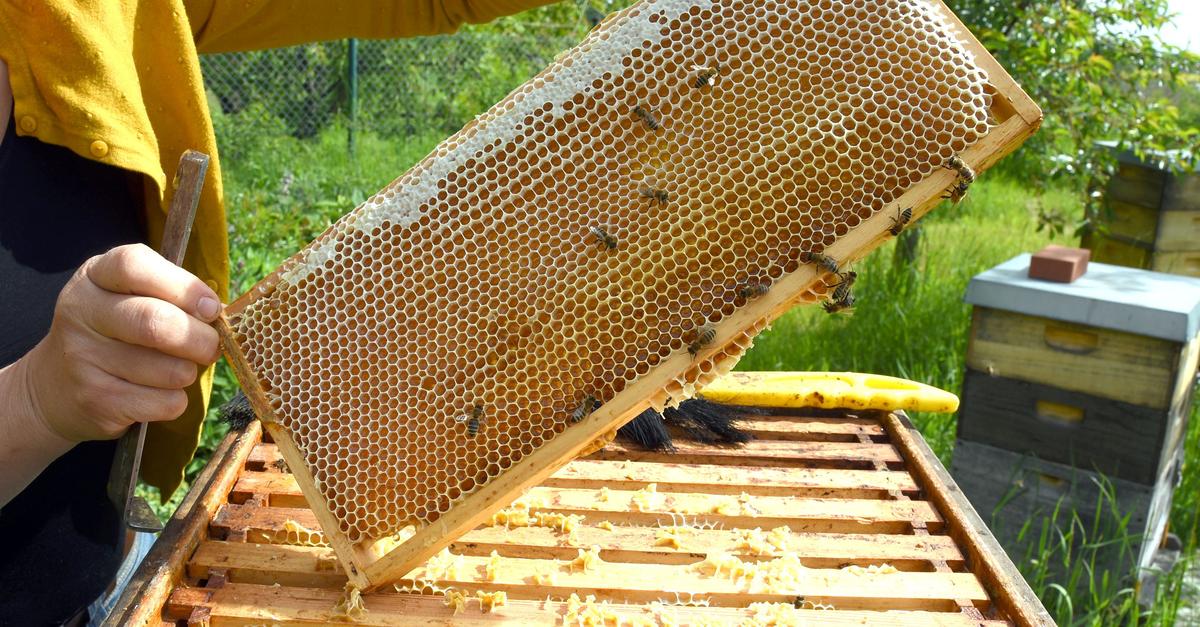 Imker in Hessen ernten viel Honig