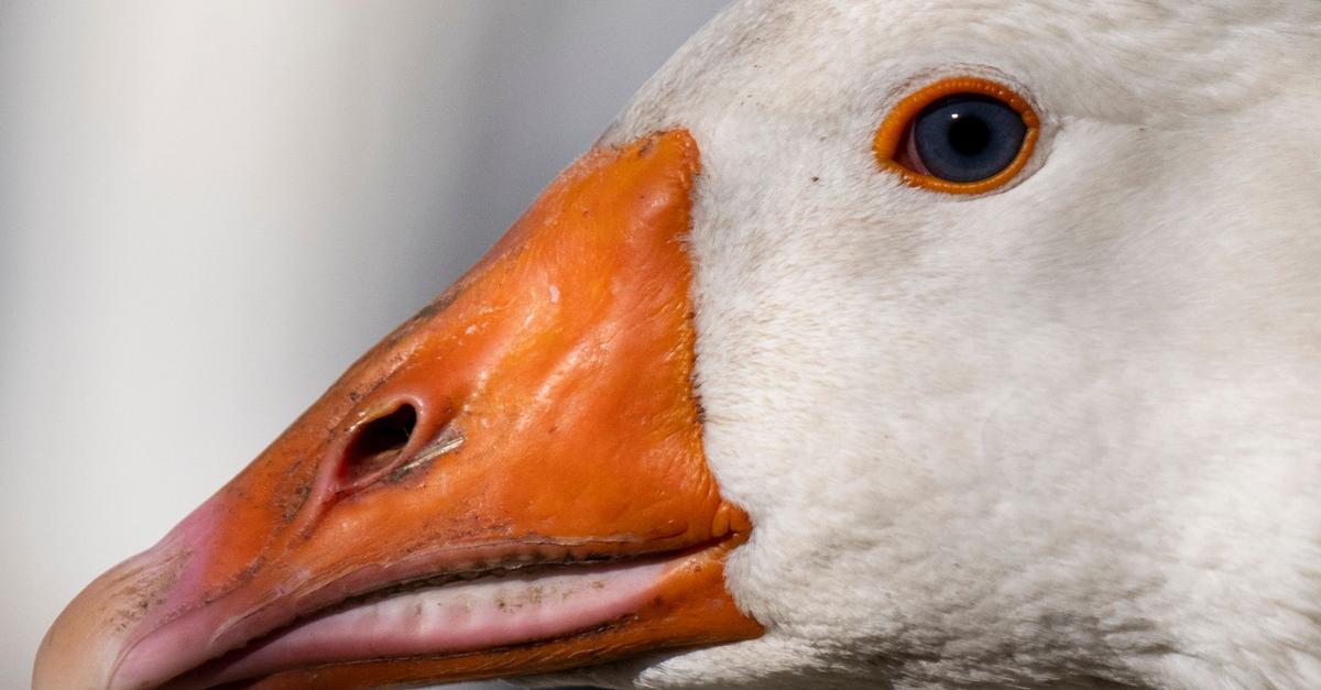 Gefl-gelz-chter-bangen-Tausende-Tiere-gekeult