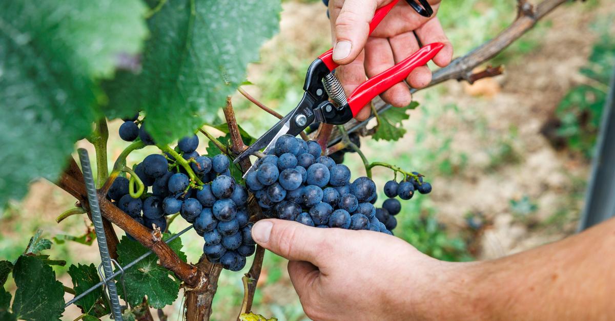 Rheingau Wine Week: Winegrowers' Association sees crisis as an ...