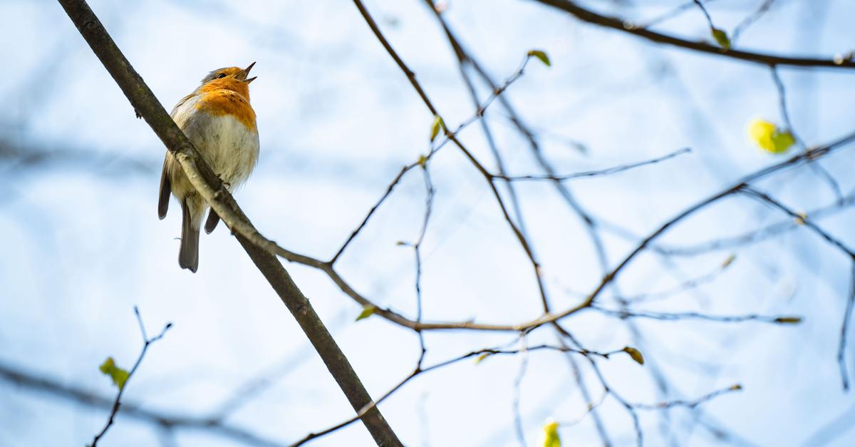 Mehr-als-100-Vogelarten-schon-im-Januar-in-Hessen-gesichtet