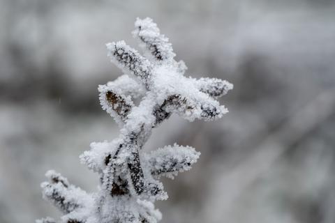 Frost auf den Ästen und Blättern eines Strauchs.