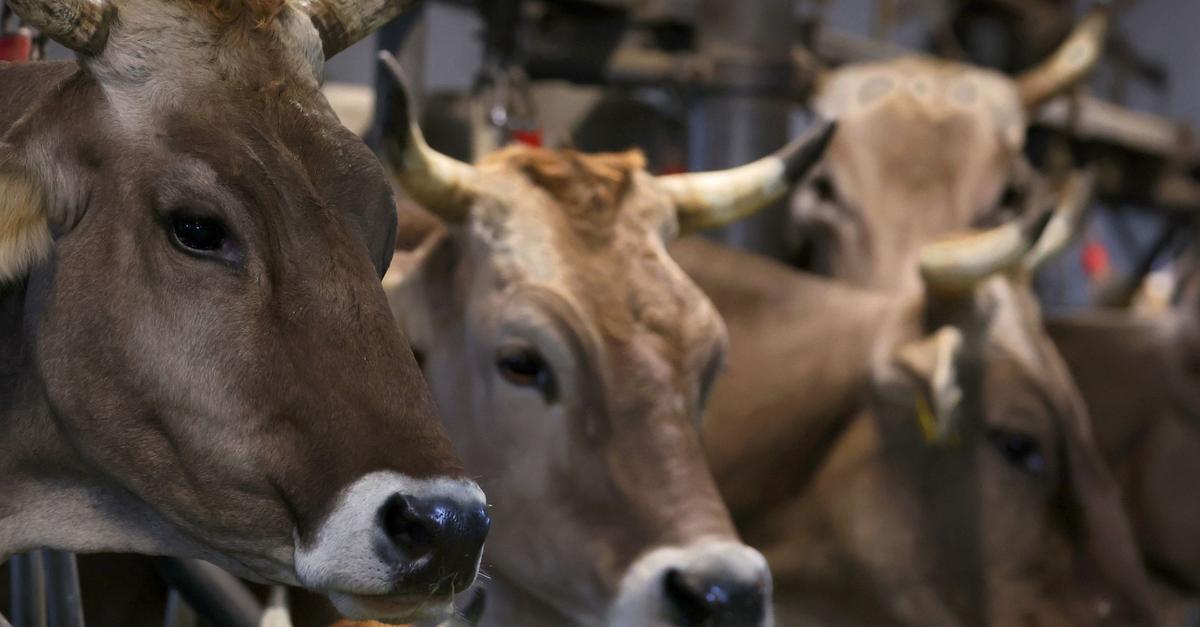 Fr-herer-Schlachthofbetreiber-wegen-Tierqu-lerei-vor-Gericht
