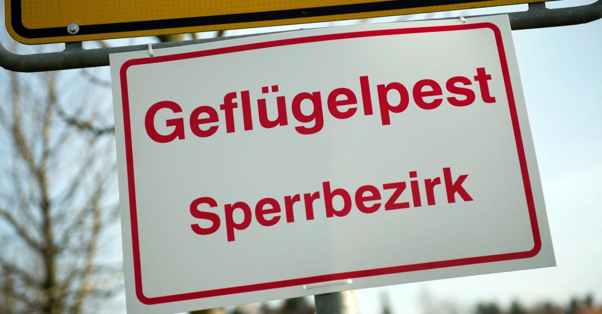 Verdacht-auf-Gefl-gelpest-Rund-19-000-Masth-hnchen-get-tet