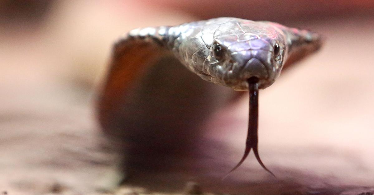 Schildkr-te-oder-Schlange-Mehr-gesch-tzte-Tiere-in-Hessen