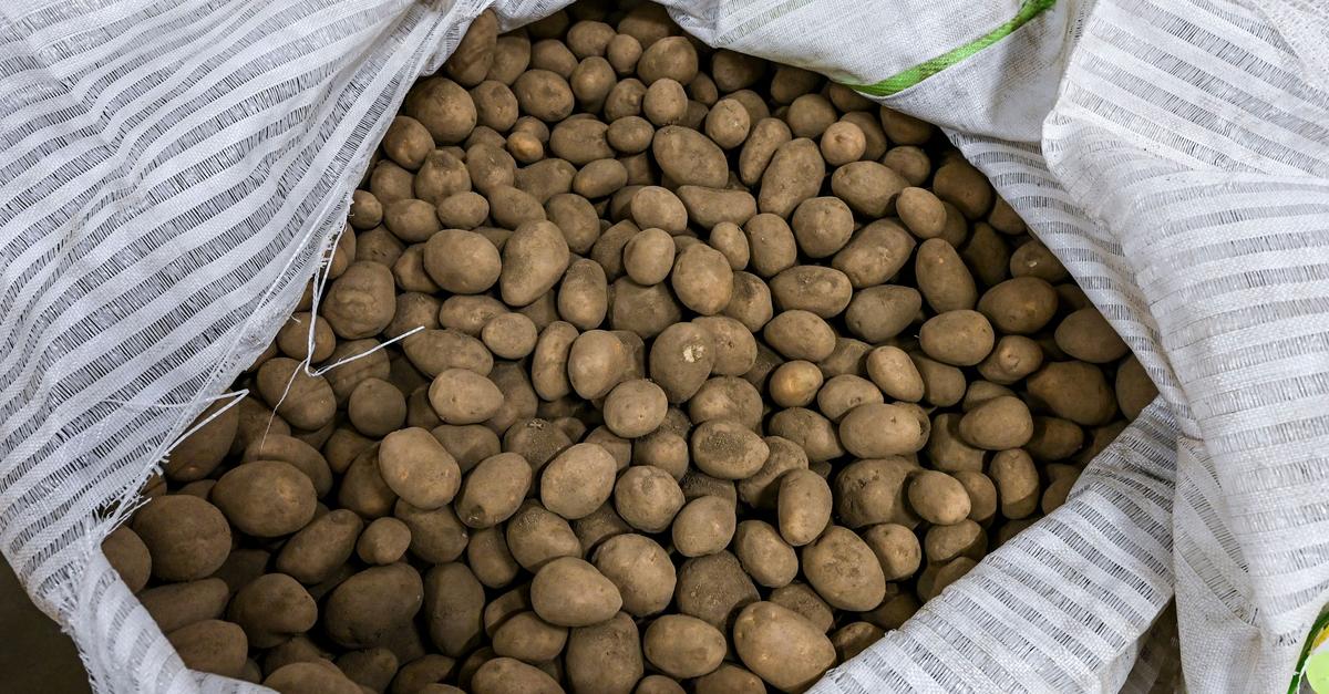Hessens-Kartoffelbauern-leiden-unter-extremen-Preisverfall