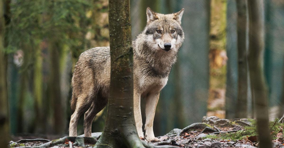 Wolfsrudel-in-R-desheim-besteht-weiter