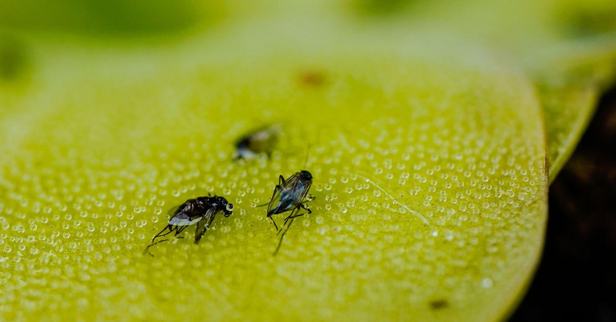 S-es-oder-Saures-Gie-ener-Uni-erforscht-Fruchtfliegen