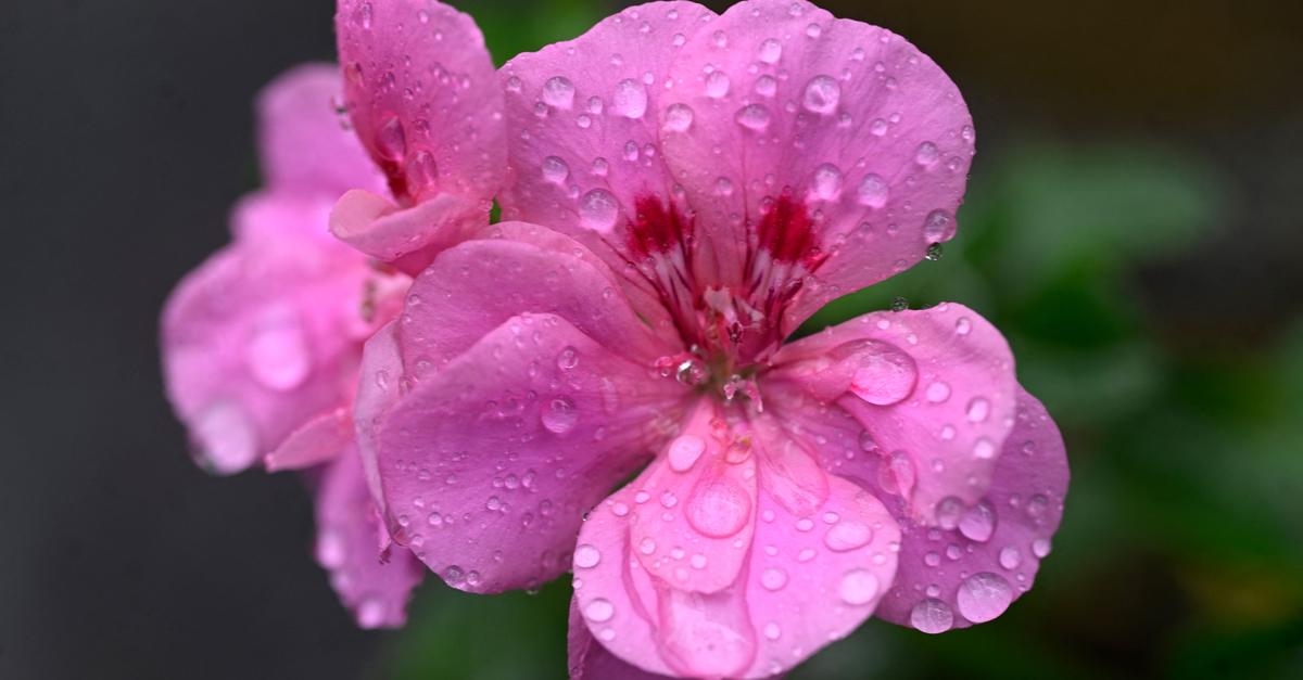 Weather change in Hesse: Rain and thunderstorms expected