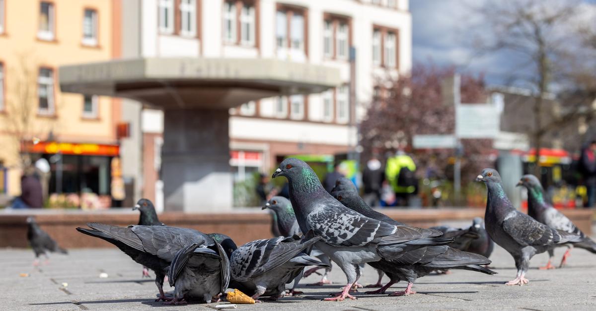 Warum-Falken-in-Limburg-kaum-gegen-Tauben-helfen-d-rften