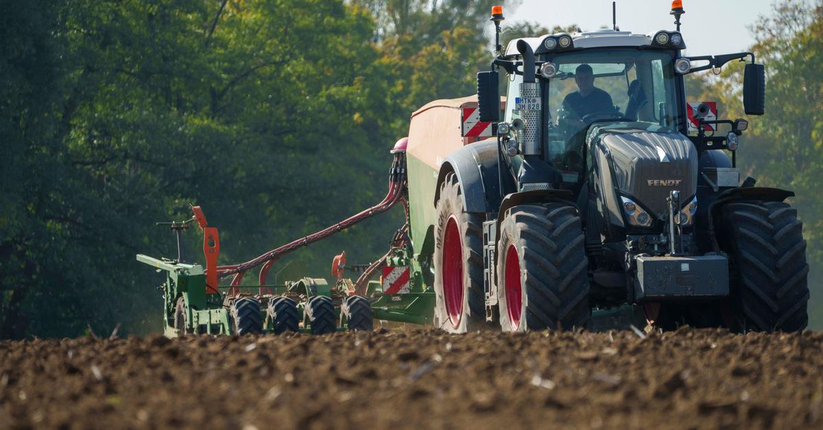 Nach Hitzesommer: Hofheimer Landwirt Pauly will Weizen klimaresistenter anbauen