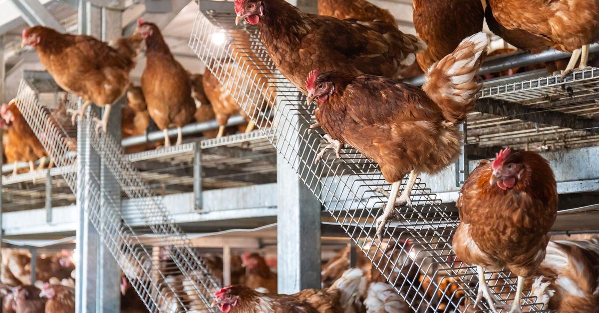 Vogelgrippe-kostet-das-Land-Hessen-rund-100-000-Euro