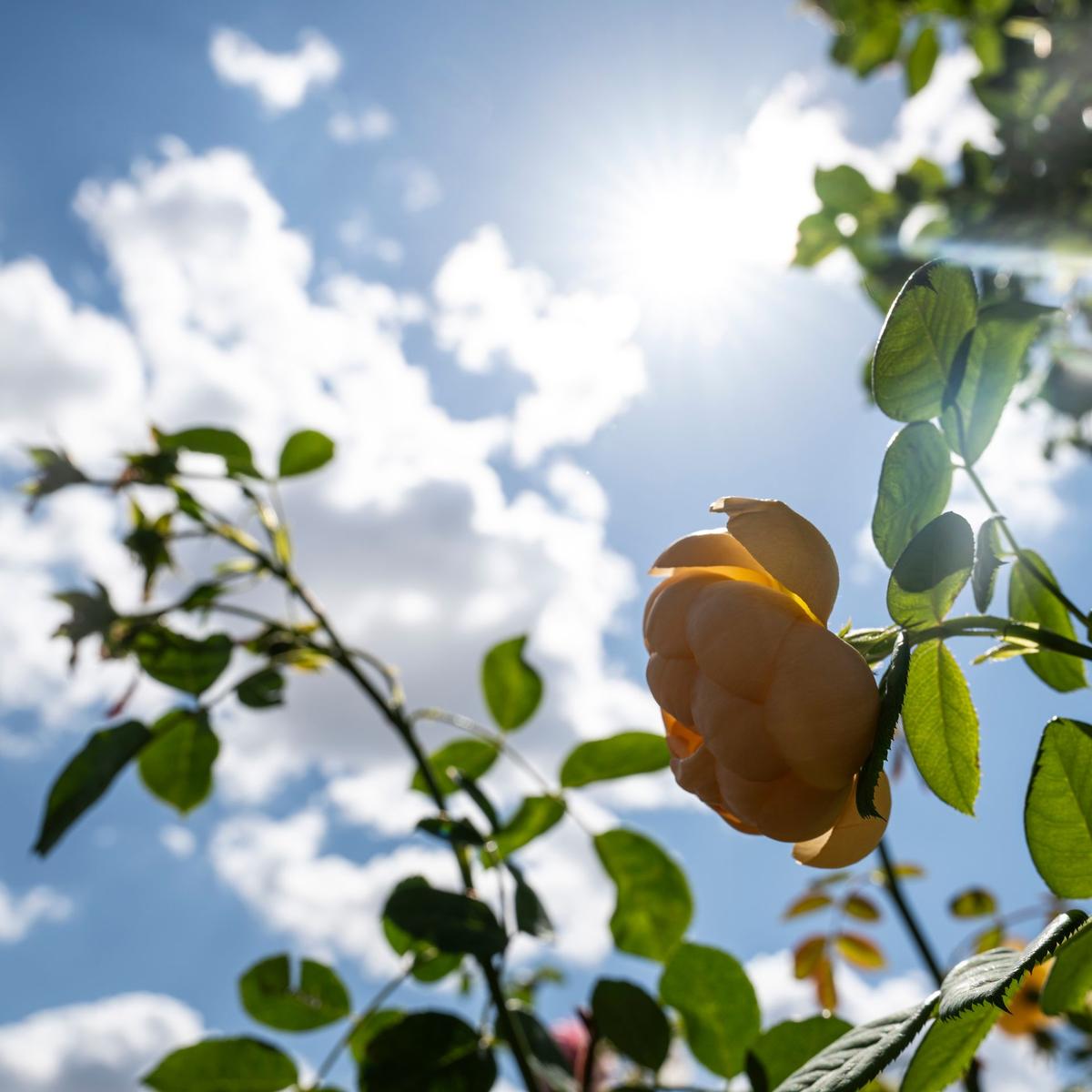 Temperaturen über 30 Grad - nächste Hitzewelle erwartet