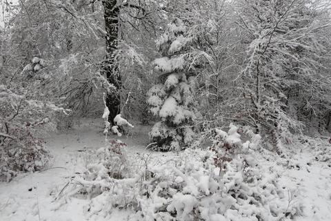 Eine weiße Schneepracht gab es im Soonwald – zumindest in den höheren Lagen wie hier auf dem Ellerspring. Foto: Reinhard Koch