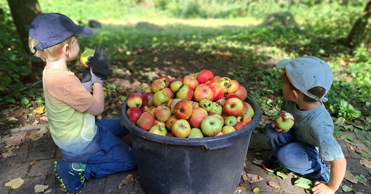 Pick your own: Where you can harvest fruit and vegetables directly in ...