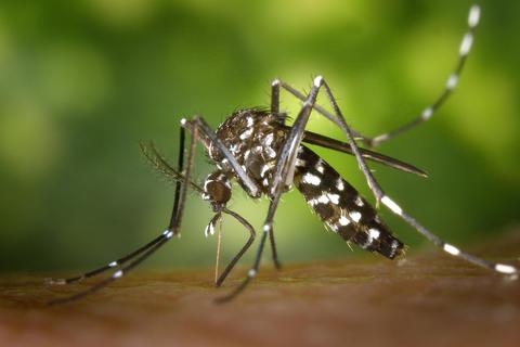 Eine weibliche Tigermücke. Die aggressiven Stechmücken können Krankheiten übertragen.