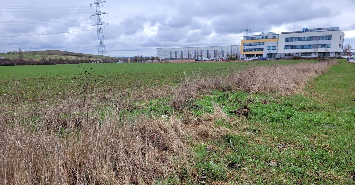 Feldhamster stoppen Firmenwachstum: Rath KG kämpft um Hochheimer Standort