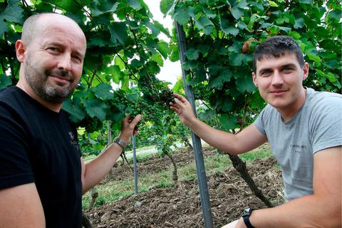 Die Hochheimer Öko-Winzer Martin Mitter (links) und Simon Schreiber können den "falschen Mehltau" nicht wirkungsvoll bekämpfen und sehen sich als Opfer europäischer Gesetzgebung. Foto: Ulrich von Mengden 