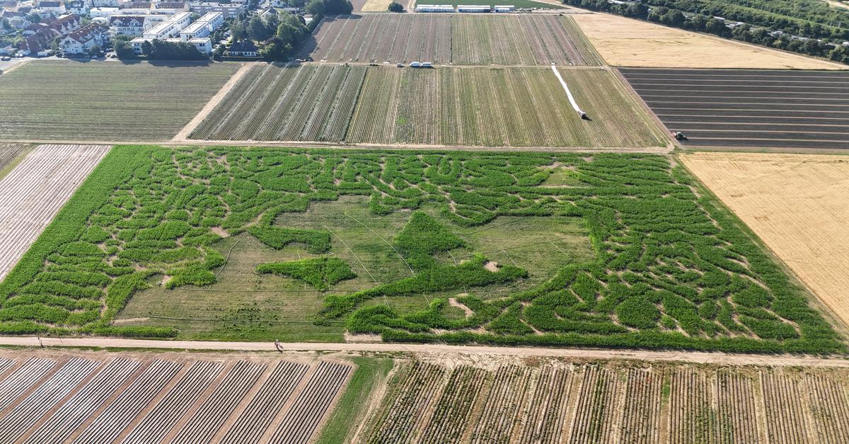The start of the corn maze season at Paul's Farm in Hofheim-Wallau is ...