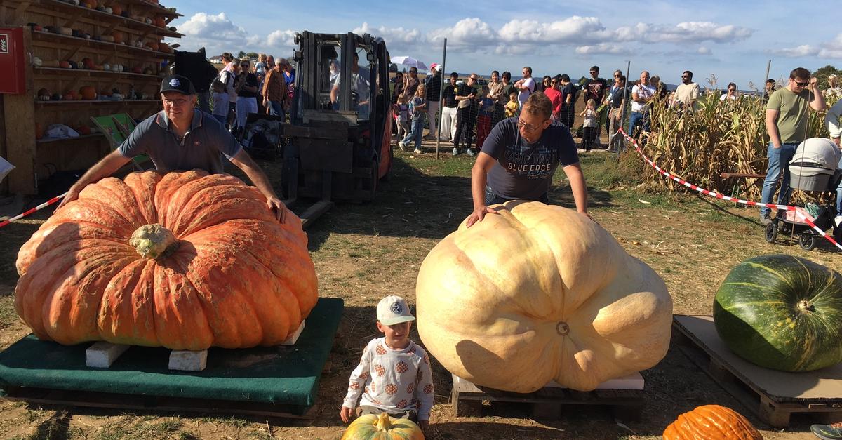 Giant pumpkins cause amazement at the Hessian pumpkin competition in ...