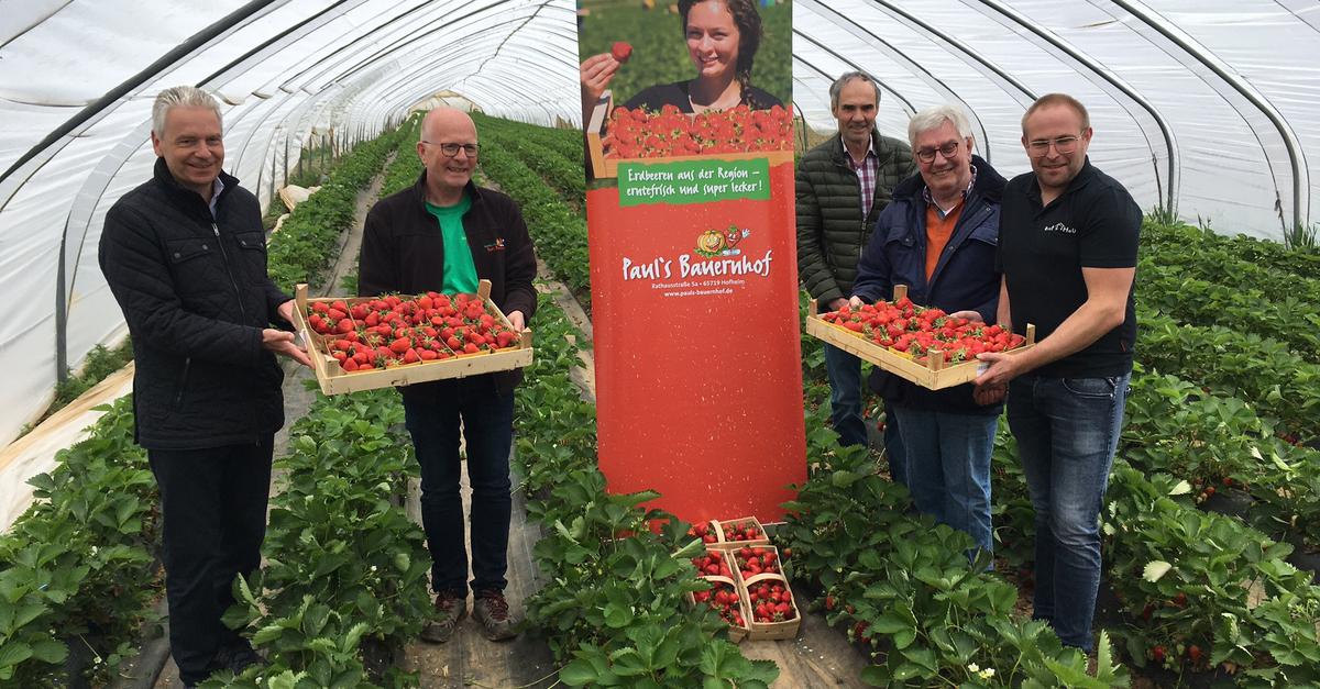 Strawberry season has begun at Farmer Paul's in Wallau.