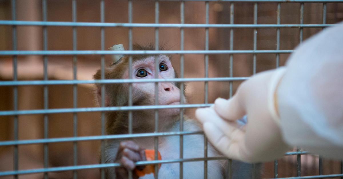 Tierversuche-an-Affen-Boehringer-und-Uni-Marburg-am-Pranger
