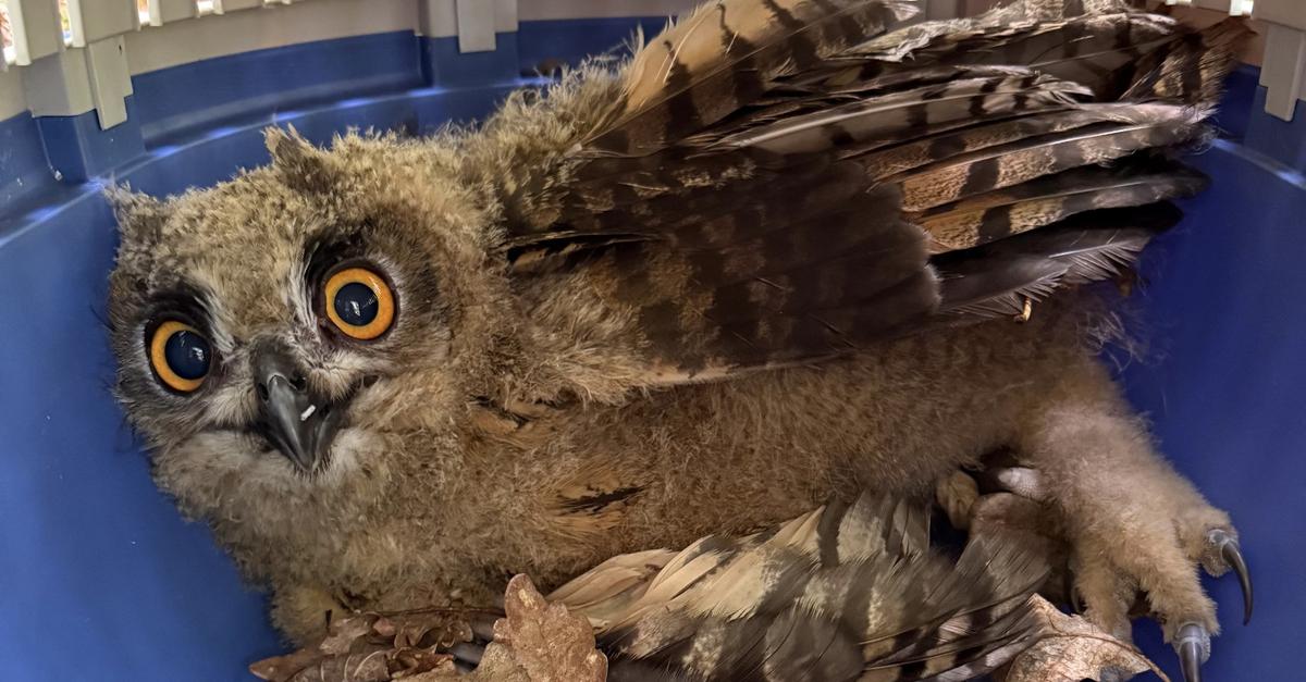 Poročila o gasilskih posredovanjih: reševanja iz višin in gašenje požara v Lehrtu