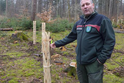 Im Forst Wiesbaden-Rambach ist Verbissschutz aus Holz schon im Einsatz; im Bild Förster Christoph Kuska. Archivfoto: Anja Baumgart-Pietsch