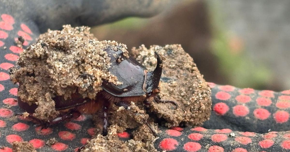 Nashornk-fer-nach-Rauenthal