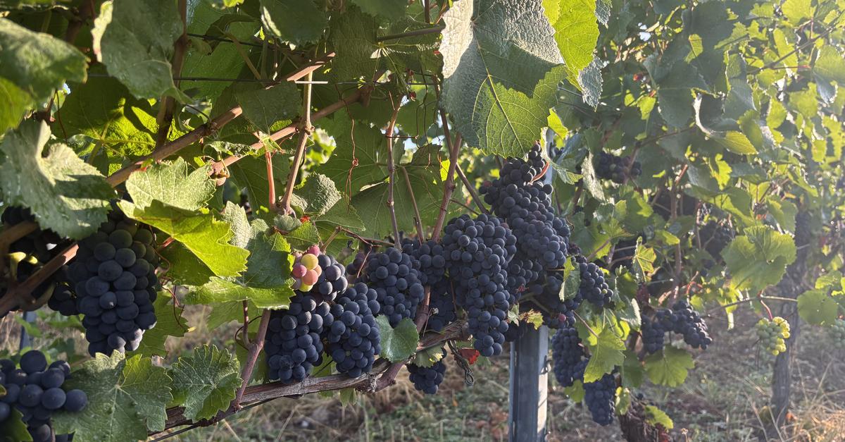 Why the 2026 vintage promises great wines in the Rheingau