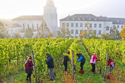 Weinlese im Rheingau: Hier sieht man Erntehelfer des Bischöflichen Weinguts vor der Kulisse von Kloster Johannisberg. 