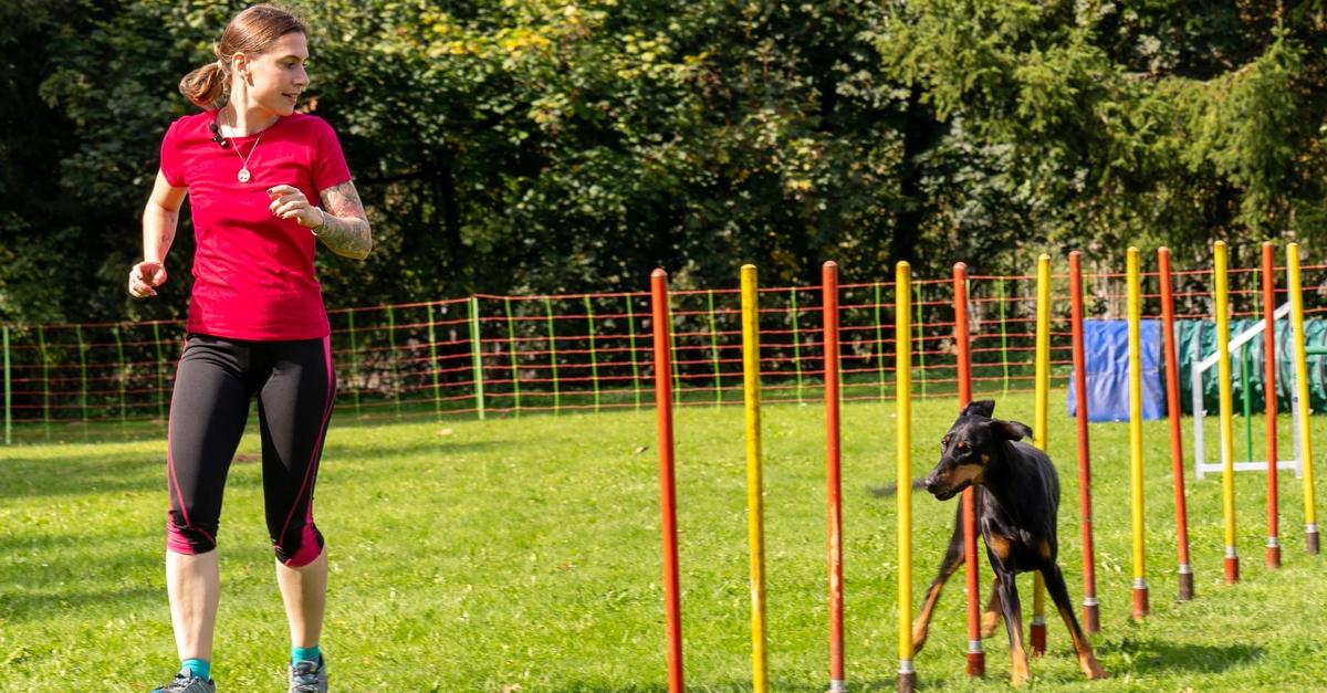 Gemeinschaft-und-Training-im-Idsteiner-Sch-ferhundeverein
