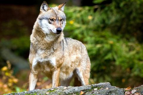 Der Wolf ist das größte Raubtier aus der Familie der Hunde und hat sich in Deutschland vor allem im Norden wieder angesiedelt. Aber auch bei Rüdesheim lebt ein Rudel. Foto: dpa