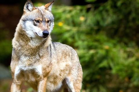 Das im Rheingau heimische Wolfsrudel sorgt bei Weidetierhaltern für ungute Gefühle – zu einem Riss kam es jedoch noch nicht.              Symbolfoto: dpa