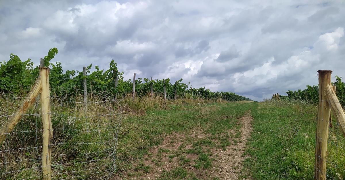Complaints about new swine fever fences in the Rheingau