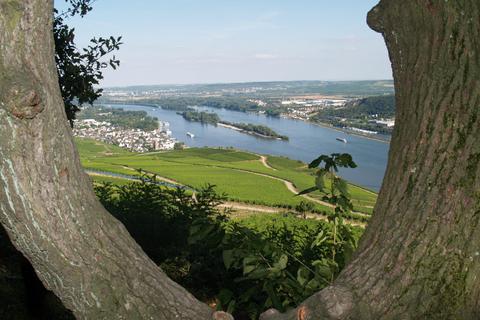 Blick vom Osteinschen Park Richtung Rüdesheim: Schon 2029 soll die Stadt ein Schauplatz der Buga sein. Archivfoto: Wolfgang Blum