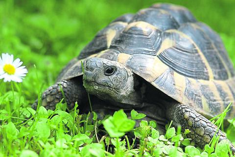 Landschildkröten sind wahre Ausbrecherkönige.