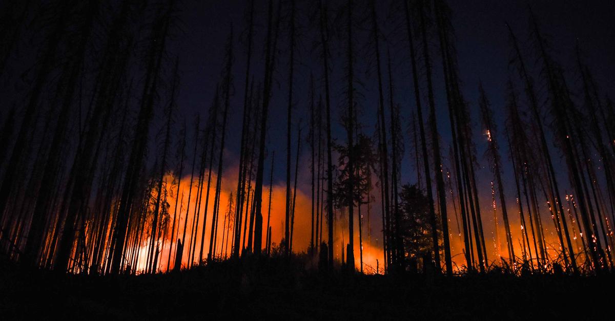 Fewer forest fires in Hesse and Rhineland-Palatinate thanks to rain