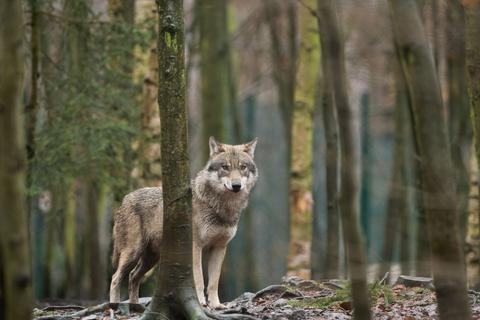ARCHIV - Ein Wolf steht in seinem Gehege. Foto: Klaus-Dietmar Gabbert/zb/dpa/Archivbild
