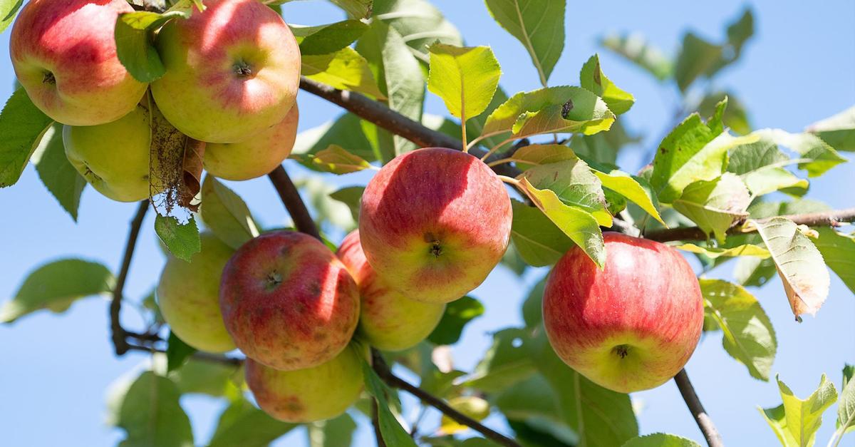 Ausbildung-zum-Landschaftsobstbauer-im-Rheingau