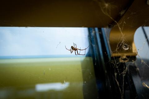 Auf der Fahrt zur Arbeit leistet eine kleine Spinne dem Schambes Gesellschaft.