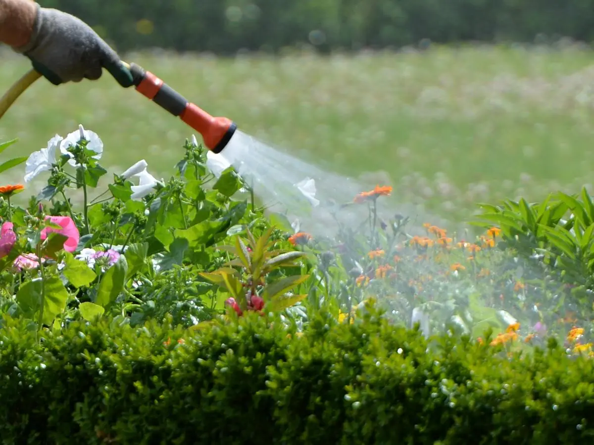 Bambus: Der unheimliche Feind im eigenen Garten