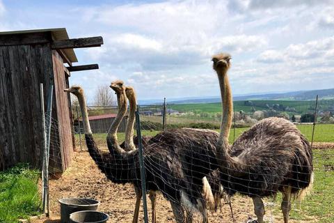 Auch ein Ausflug zur Straußenfarm der Familie Roth in Schaafheim besucht steht auf dem Programm. Hier leben zwischen 100 und 150 Strauße.