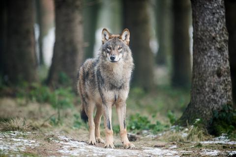 Die Rückkehr des Wolfs nach Hessen beunruhigt Landwirte. Denn falls Weidetiere gerissen werden, ist das für deren Halter eine traumatische Erfahrung, noch dazu fühlen sie sich noch immer nicht politisch ausreichend unterstützt.